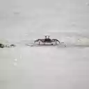 CRAB Theme  screen for extension Chrome web store in OffiDocs Chromium