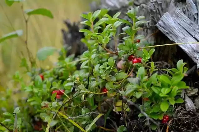Free download Cranberries Berries Plant -  free photo or picture to be edited with GIMP online image editor