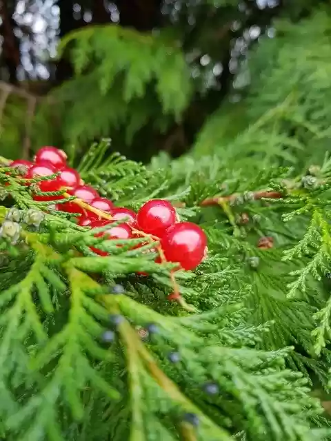 Free download Cranberries Christmas Fern -  free photo or picture to be edited with GIMP online image editor