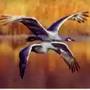 Crane Bird  screen for extension Chrome web store in OffiDocs Chromium