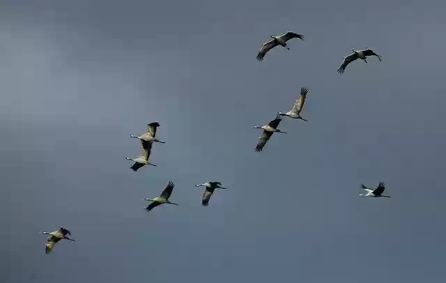 Free download Crane Bird Cranes Animal -  free photo or picture to be edited with GIMP online image editor