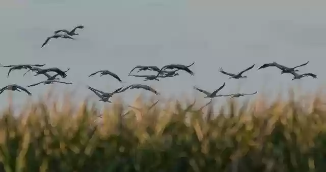 Free download Crane Birds Animal World Migratory -  free photo or picture to be edited with GIMP online image editor