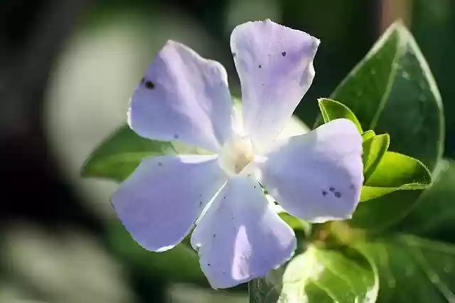Free download cranesbill beginning of spring free picture to be edited with GIMP free online image editor