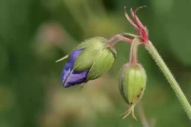 Free download cranesbill bud wild plant flora free picture to be edited with GIMP free online image editor
