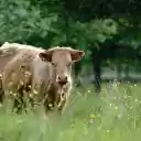 Cream brown cow  screen for extension Chrome web store in OffiDocs Chromium