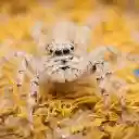 Cream hairy spider  screen for extension Chrome web store in OffiDocs Chromium