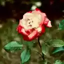 Cream Red Rose  screen for extension Chrome web store in OffiDocs Chromium