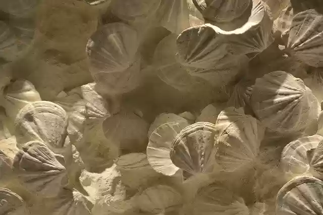 Free download Creation Seashells Artistic -  free photo or picture to be edited with GIMP online image editor