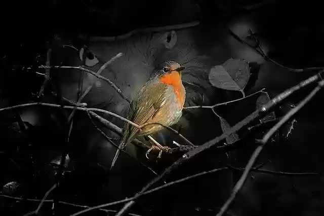Free download Creative Bird Nature -  free illustration to be edited with GIMP free online image editor
