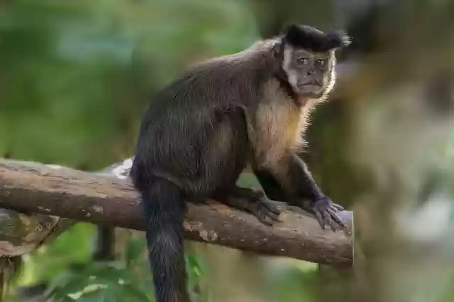 Free download crested capuchin monkey animal free picture to be edited with GIMP free online image editor