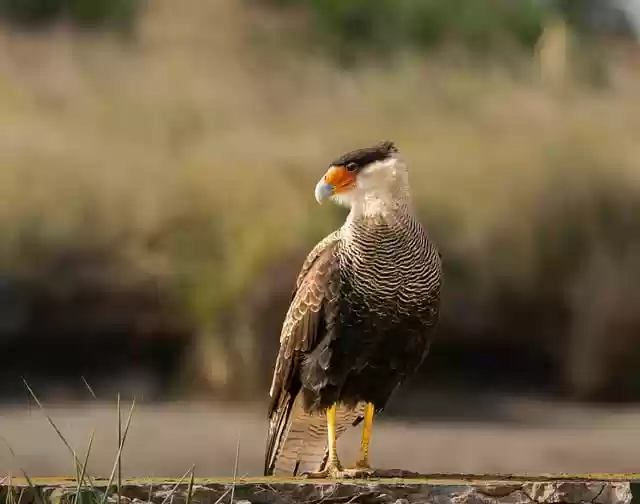 Free download crested caracara caracara plancus free picture to be edited with GIMP free online image editor
