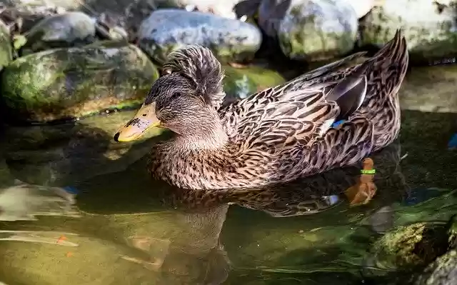 הורדה חינם Crested Duck Bird - תמונה או תמונה בחינם לעריכה עם עורך התמונות המקוון GIMP