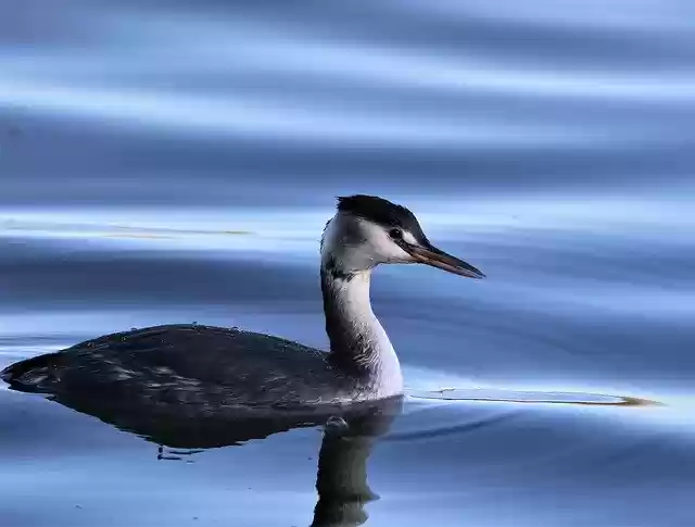 Free download Crested Grebe Bird Water -  free free photo or picture to be edited with GIMP online image editor