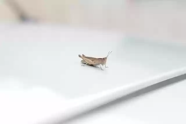 Free download Cricket Car Insect -  free photo or picture to be edited with GIMP online image editor