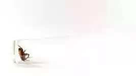 Free download Cricket Nature Insect -  free video to be edited with OpenShot online video editor