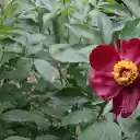 Crimson Flower  screen for extension Chrome web store in OffiDocs Chromium
