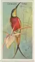 Free download Crimson Topaz, from the Birds of the Tropics series (N5) for Allen & Ginter Cigarettes Brands free photo or picture to be edited with GIMP online image editor