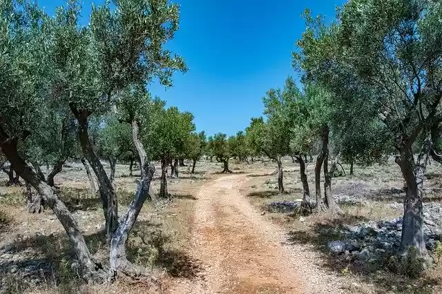 Free download Croatia Cres Olive Trees -  free free photo or picture to be edited with GIMP online image editor
