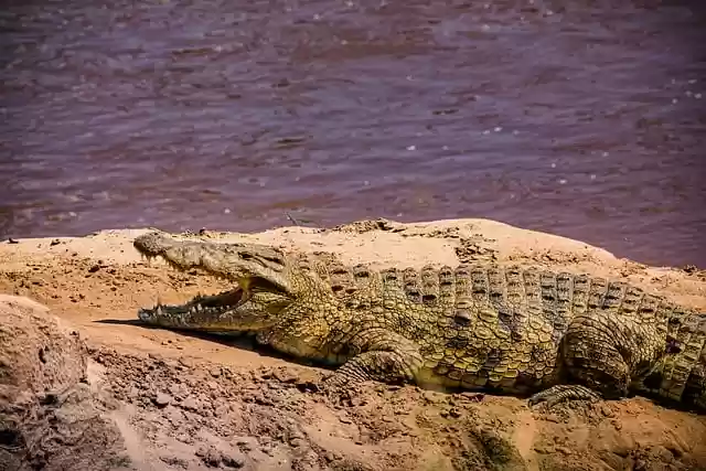 Free download crocodile alligator wild animals free picture to be edited with GIMP free online image editor
