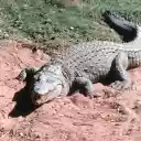 Crocodile Emerging onto the Shore  screen for extension Chrome web store in OffiDocs Chromium