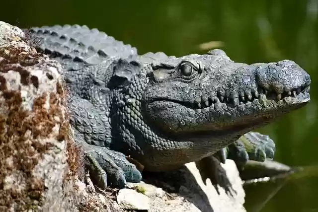 crocodile reptile nature predator - Crocodilereptilenaturepredator .webp