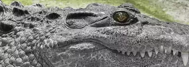 Ücretsiz indir Crocodile White Wild ücretsiz fotoğraf şablonu, GIMP çevrimiçi resim düzenleyici ile düzenlenebilir