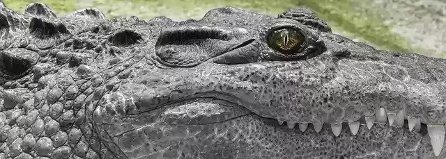 ດາວໂຫຼດຟຣີ Crocodile White Wild ຟຣີແມ່ແບບຮູບພາບທີ່ຈະແກ້ໄຂດ້ວຍຕົວແກ້ໄຂຮູບພາບອອນໄລນ໌ GIMP