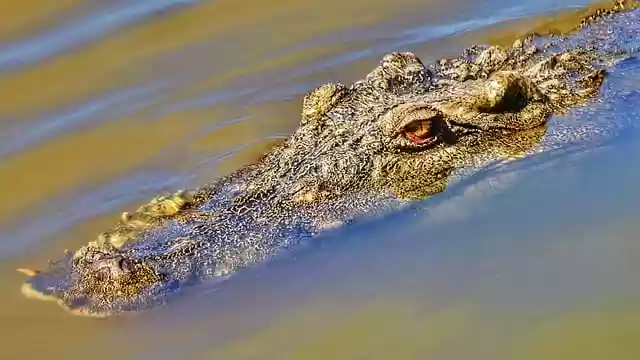 Free download crocodile wild animal river reptile free picture to be edited with GIMP free online image editor