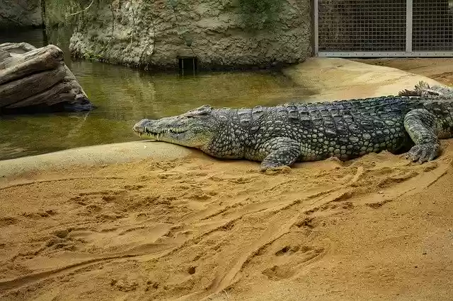 Free download Crocodile Zoo Alligator -  free photo or picture to be edited with GIMP online image editor