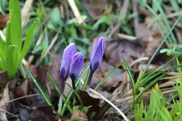 Free download Crocus Blue Flowering -  free photo or picture to be edited with GIMP online image editor