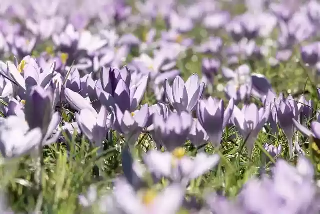Free download crocuses spring flower bloom free picture to be edited with GIMP free online image editor
