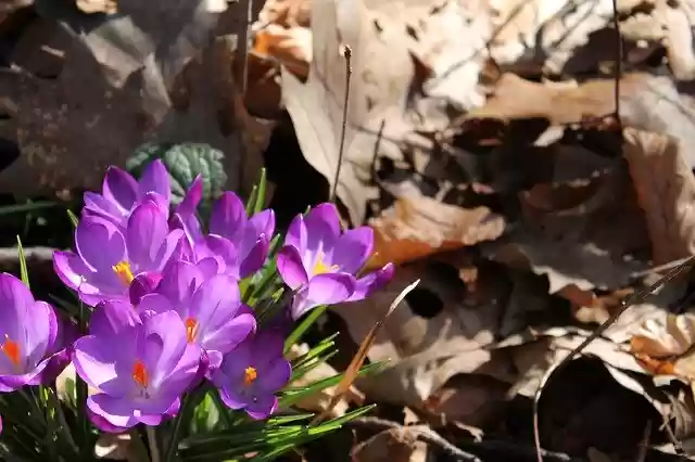 Free download Crocus Flowers Leaves -  free free photo or picture to be edited with GIMP online image editor