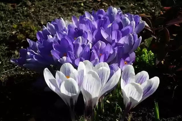 Free download Crocus Flowers Spring -  free photo or picture to be edited with GIMP online image editor