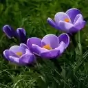 Crocus sativus flowerwallpaper  screen for extension Chrome web store in OffiDocs Chromium