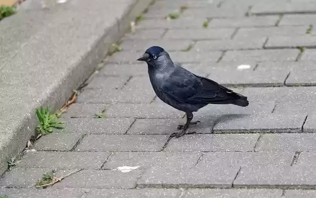 Free download Crow Bird Black -  free free photo or picture to be edited with GIMP online image editor