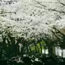Crowd of People Walking under Cherry Trees  screen for extension Chrome web store in OffiDocs Chromium