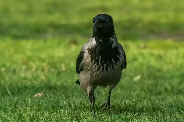Free download crow grey bird krukowate standing free picture to be edited with GIMP free online image editor