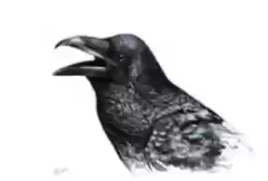Free download Crow illustration free photo or picture to be edited with GIMP online image editor