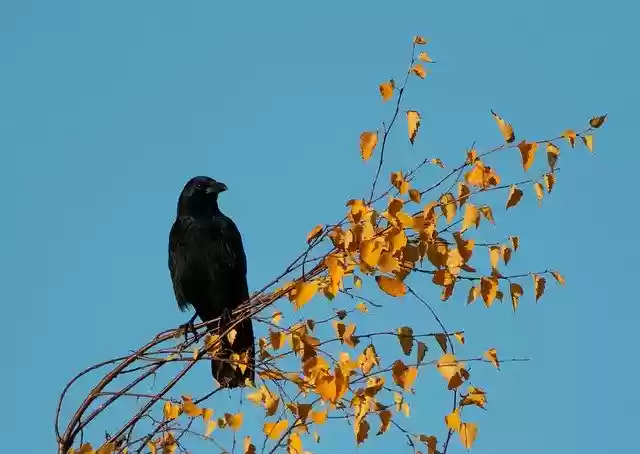 Free download Crow In A Tree -  free photo template to be edited with GIMP online image editor