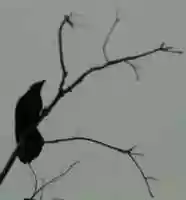 Free download Crows_2006-12-25 free photo or picture to be edited with GIMP online image editor