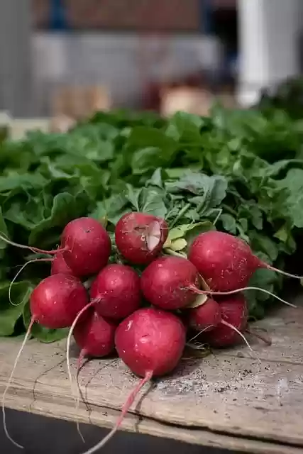 Free download crunchy radish agriculture free picture to be edited with GIMP free online image editor