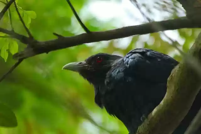 Free download cuckoo bird koel wildlife nature free picture to be edited with GIMP free online image editor