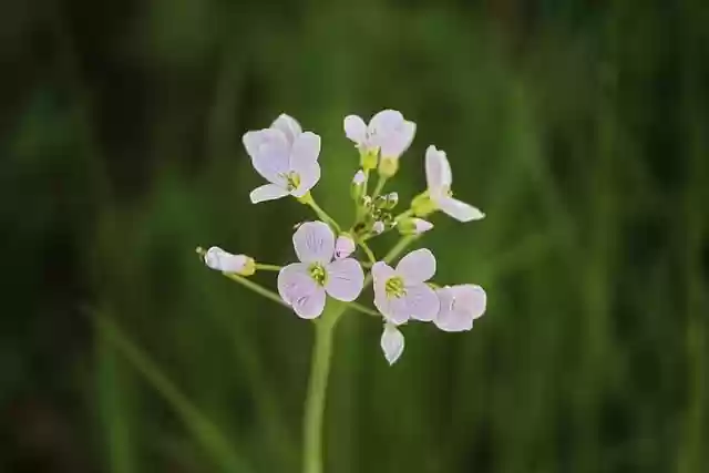 Free download cuckoo flowers ladies coat mayflower free picture to be edited with GIMP free online image editor