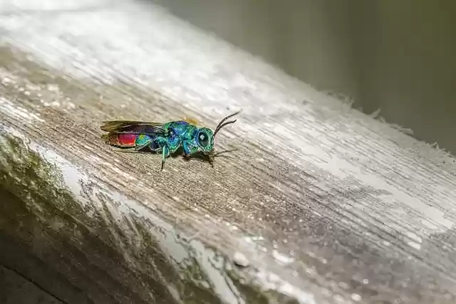 Free download cuckoo wasp insect ruby tailed wasp free picture to be edited with GIMP free online image editor