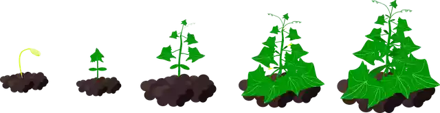 Free download Cucumber Growth Garden -  free illustration to be edited with GIMP free online image editor