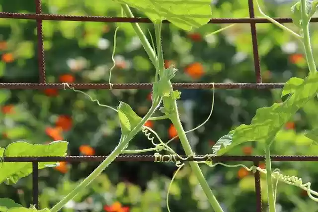 Free download Cucurbit Climber Tendrils Hung -  free photo or picture to be edited with GIMP online image editor