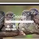 Cu meo  screen for extension Chrome web store in OffiDocs Chromium
