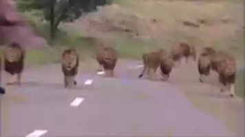 Free download curfew free photo or picture to be edited with GIMP online image editor