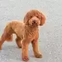 Curly dog ​​with round eyes  screen for extension Chrome web store in OffiDocs Chromium