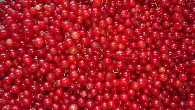 تنزيل Currant Berry Nature مجانًا - صورة مجانية أو صورة لتحريرها باستخدام محرر الصور عبر الإنترنت GIMP